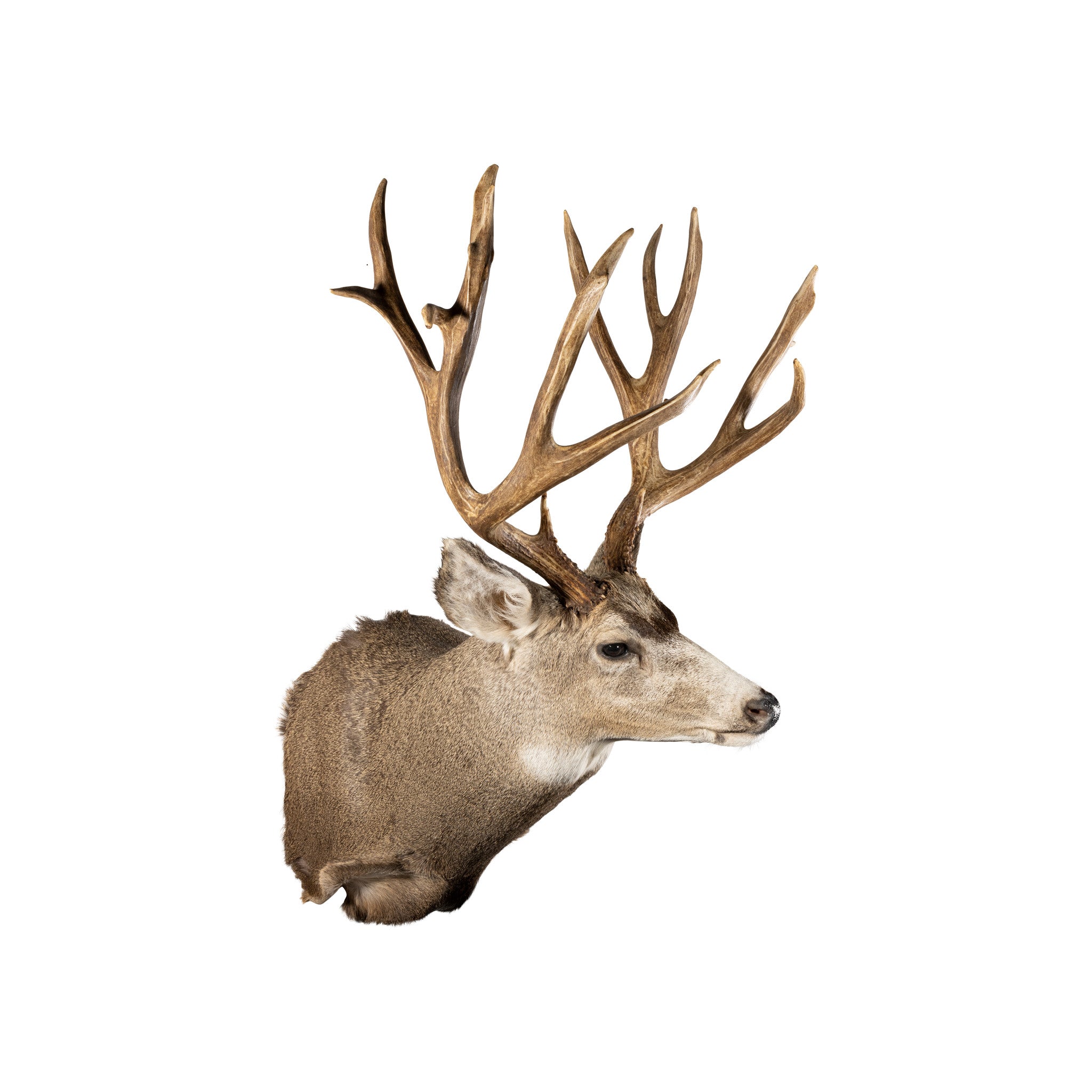 Idaho Mule Deer Mount