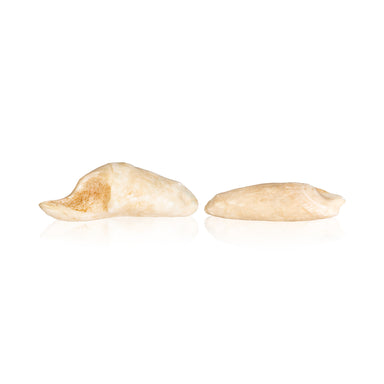 Polar Bear Teeth Charms, Native, Carving, Other