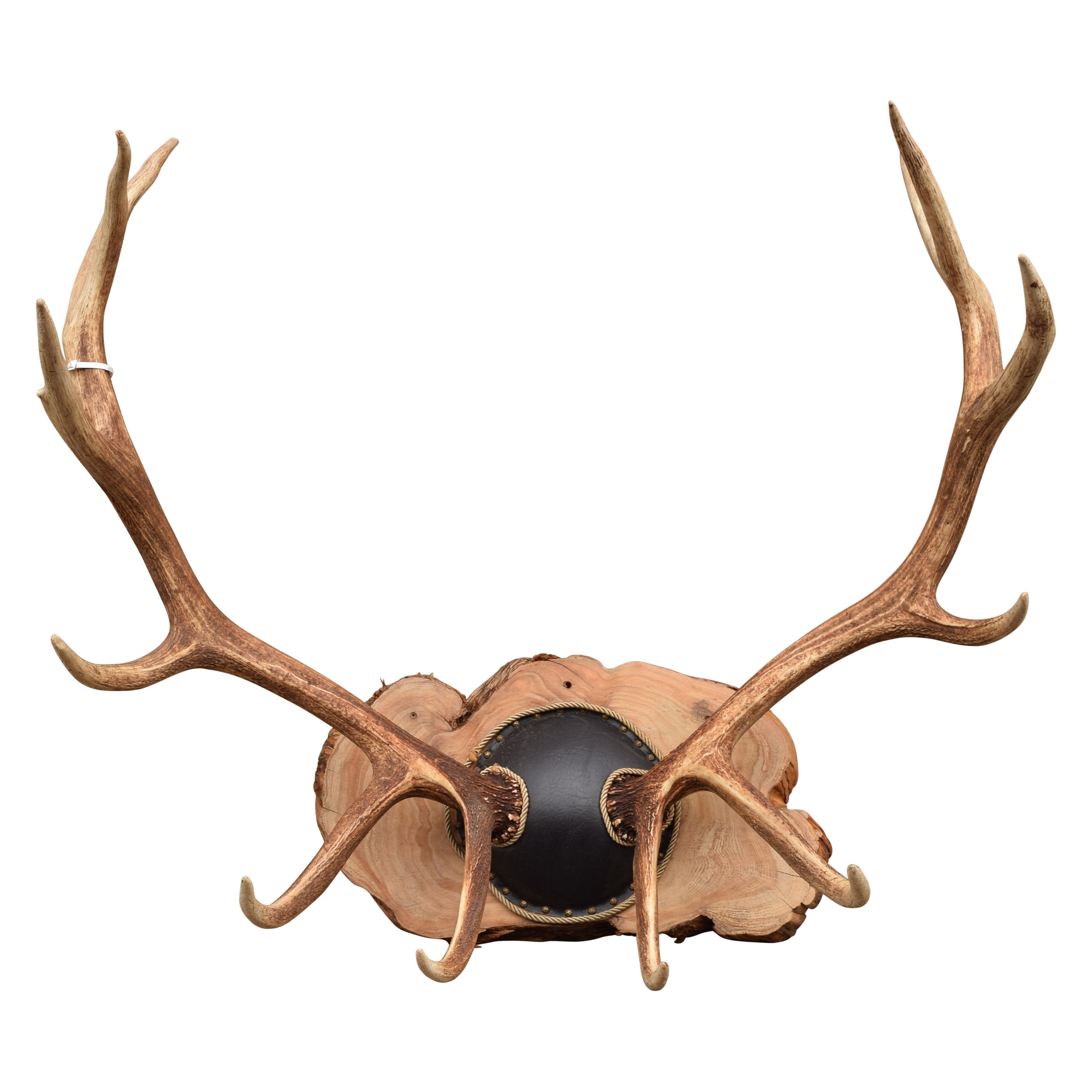 Massive Elk Antler Rack, Furnishings, Taxidermy, Elk
