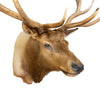 Roosevelt Elk Mount