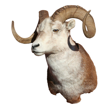 Stone Sheep shoulder Mount, Furnishings, Taxidermy, Ram