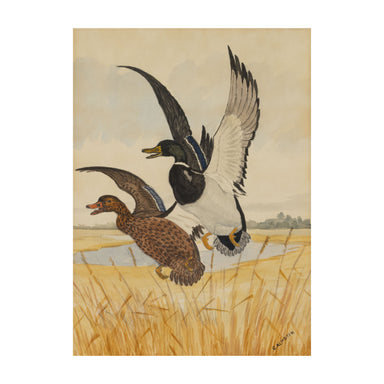 Green Heads by C. Almgren, Fine Art, Painting, Wildlife