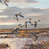 Pintails by Hugh Monahan