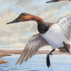 Canvasbacks by Frederick C. Havemeyer II