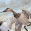 Canvasbacks by Frederick C. Havemeyer II