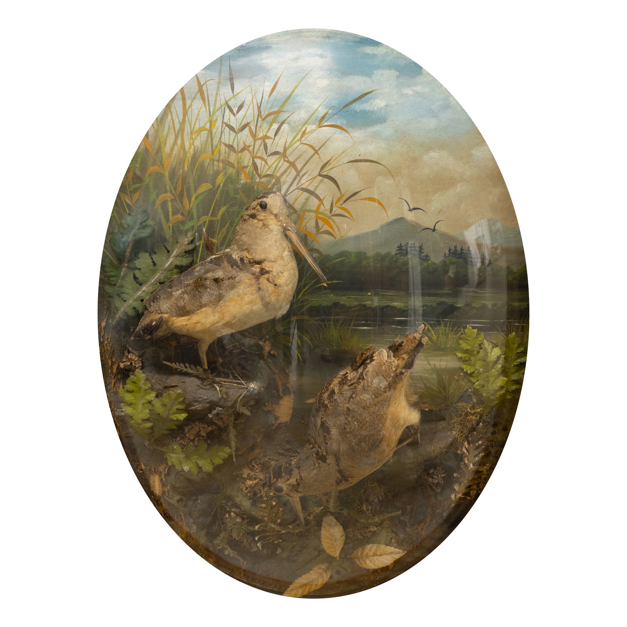 Pair of Woodcock and Bobwhite Dioramas