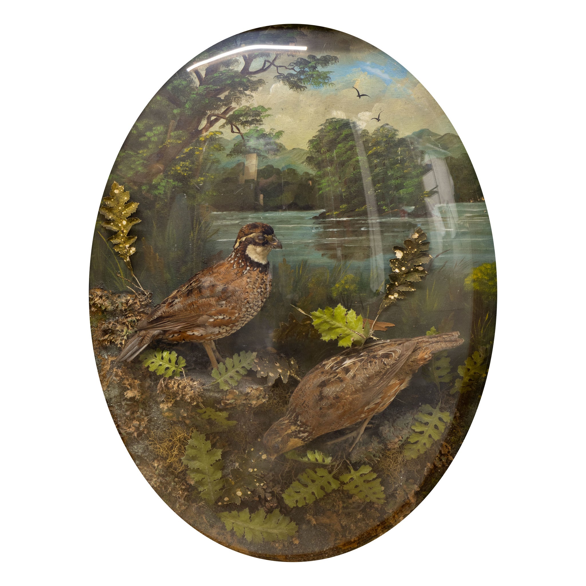 Pair of Woodcock and Bobwhite Dioramas