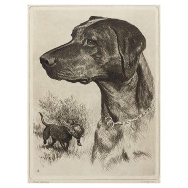 Black Labrador by H. Palenski, Fine Art, Other, Etching