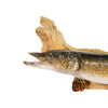Northern Pike Skin Mount
