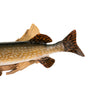 Northern Pike Skin Mount