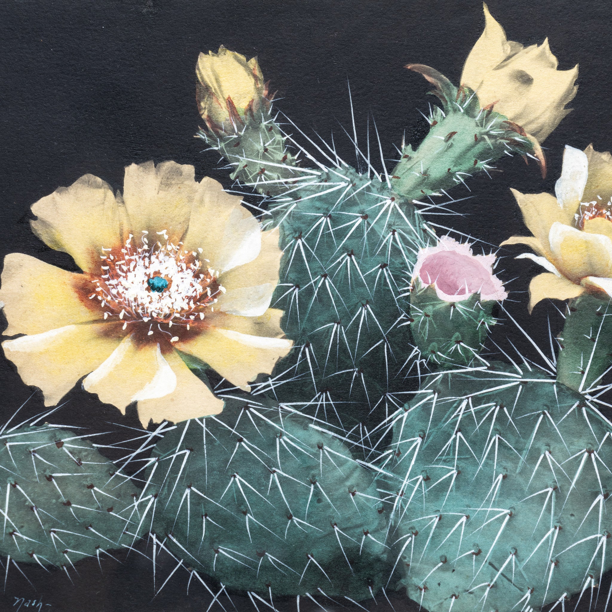 Cactus Paintings by Nash