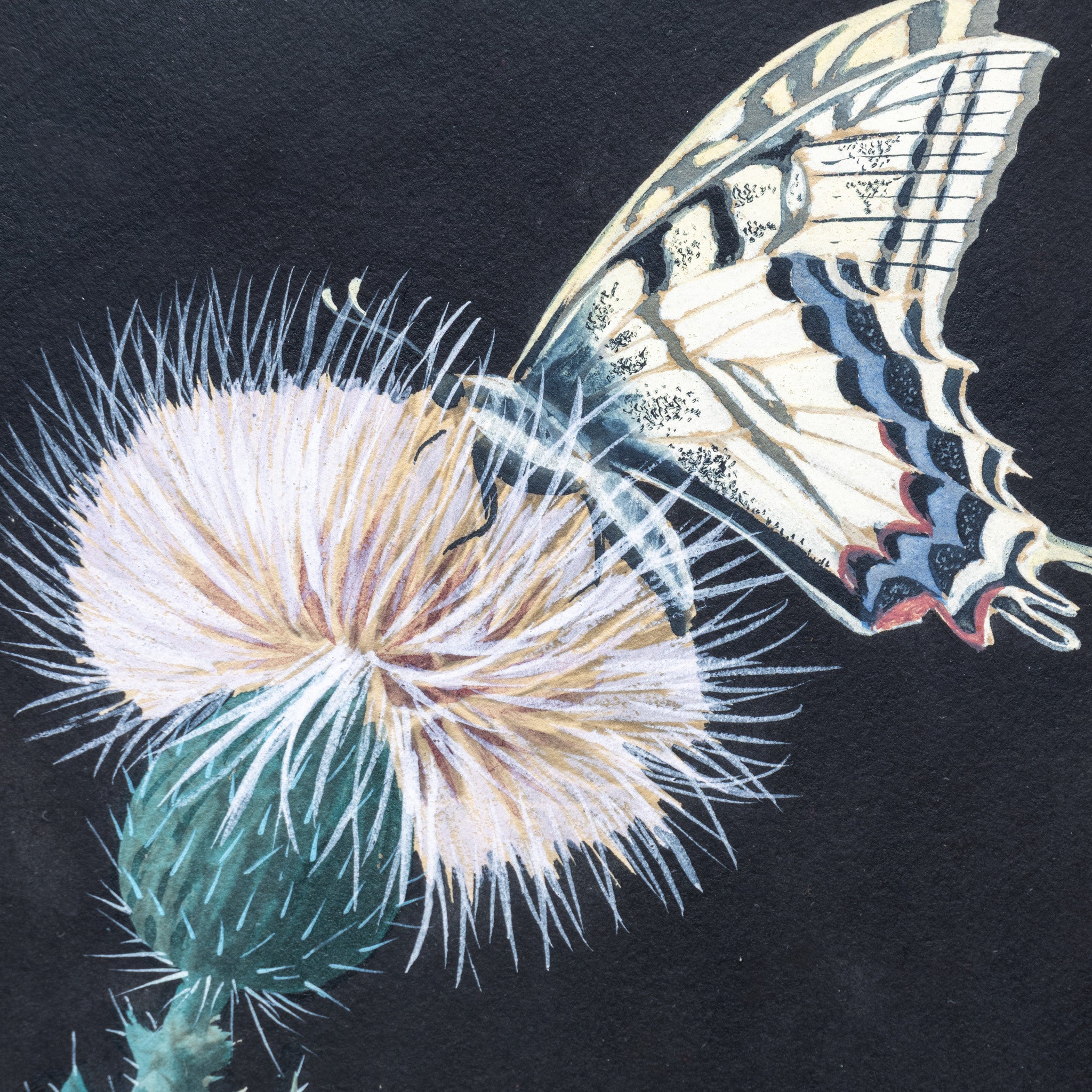 Cactus Paintings by Nash