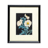 Cactus Paintings by Nash
