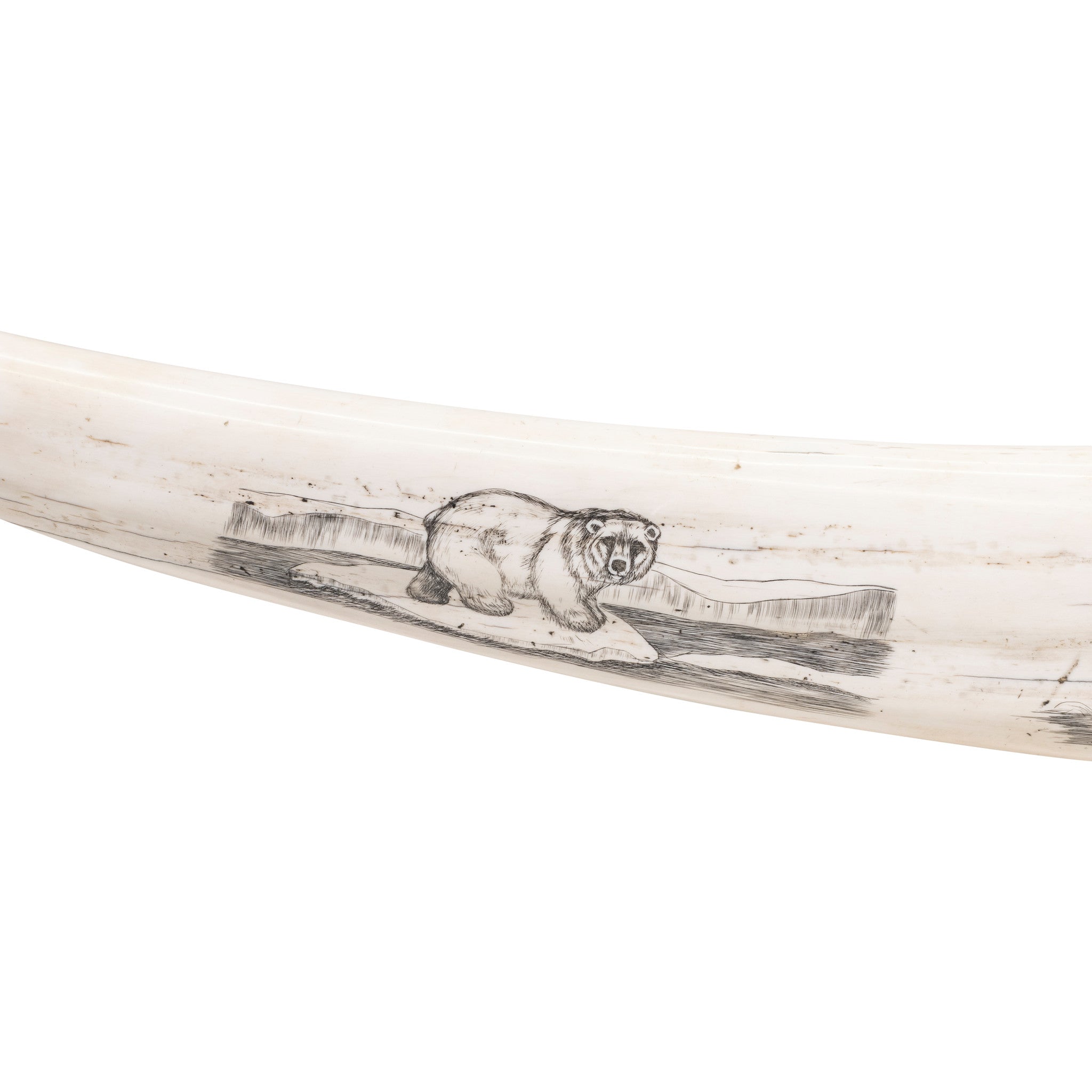 Scrimshawed Walrus Tusks