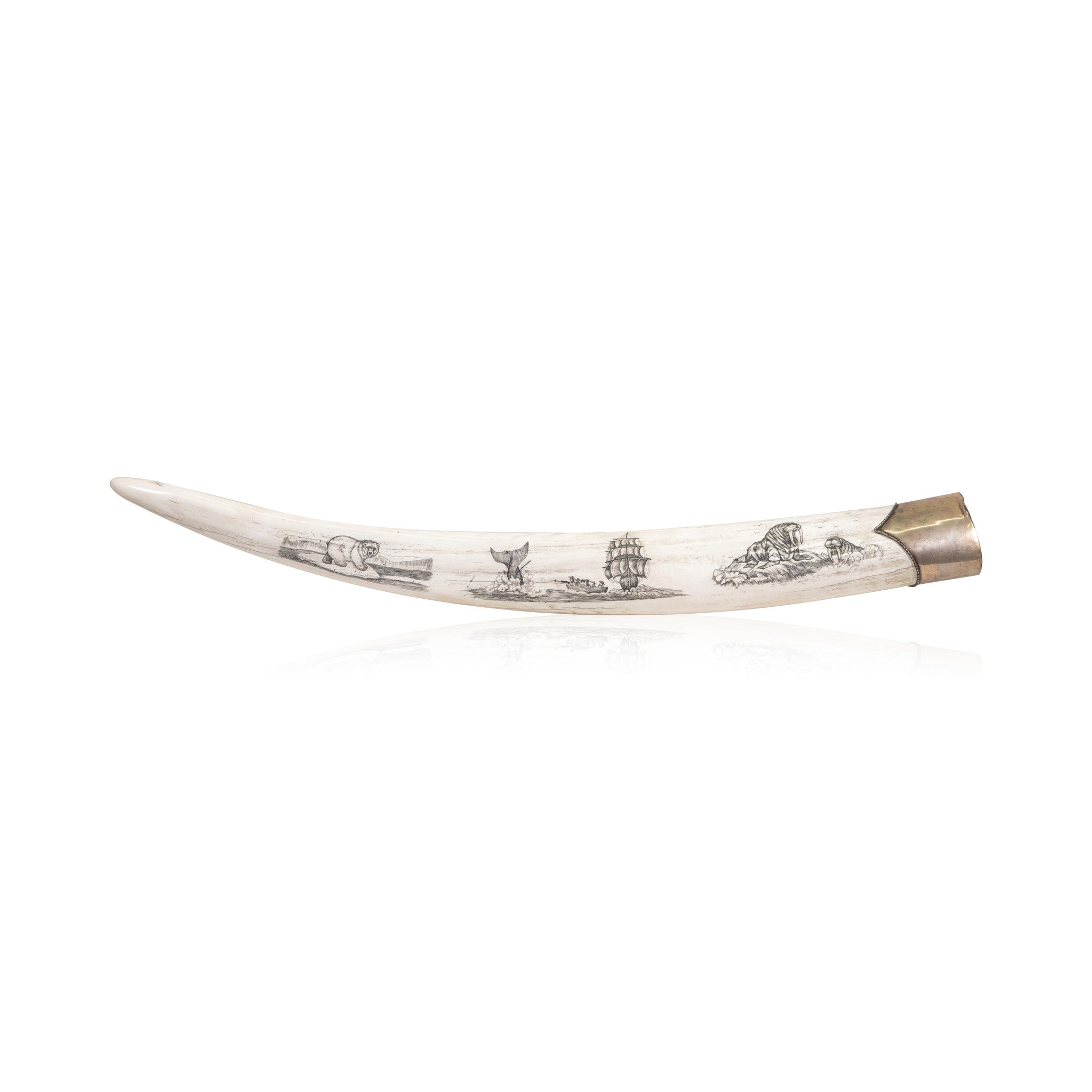 Scrimshawed Walrus Tusks