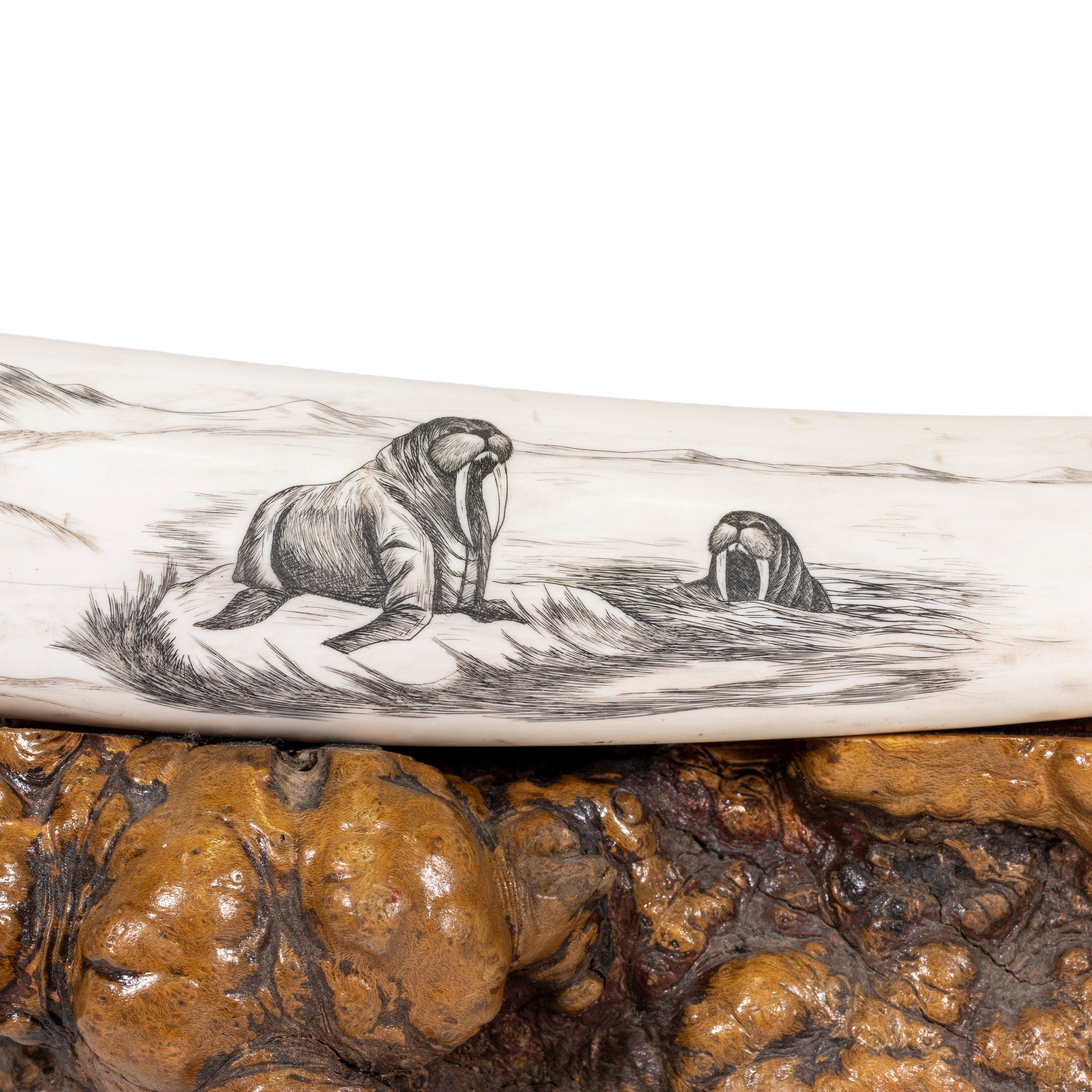 Scrimshawed Walrus Tusks