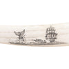 Scrimshawed Walrus Tusks