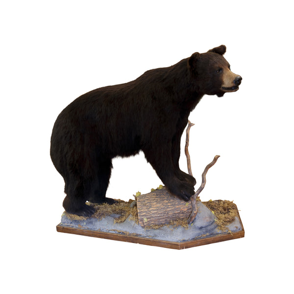 Black Bear Full Mount, Furnishings, Taxidermy, Bear