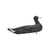 Primitive Coot Decoy