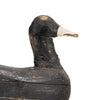 Primitive Coot Decoy