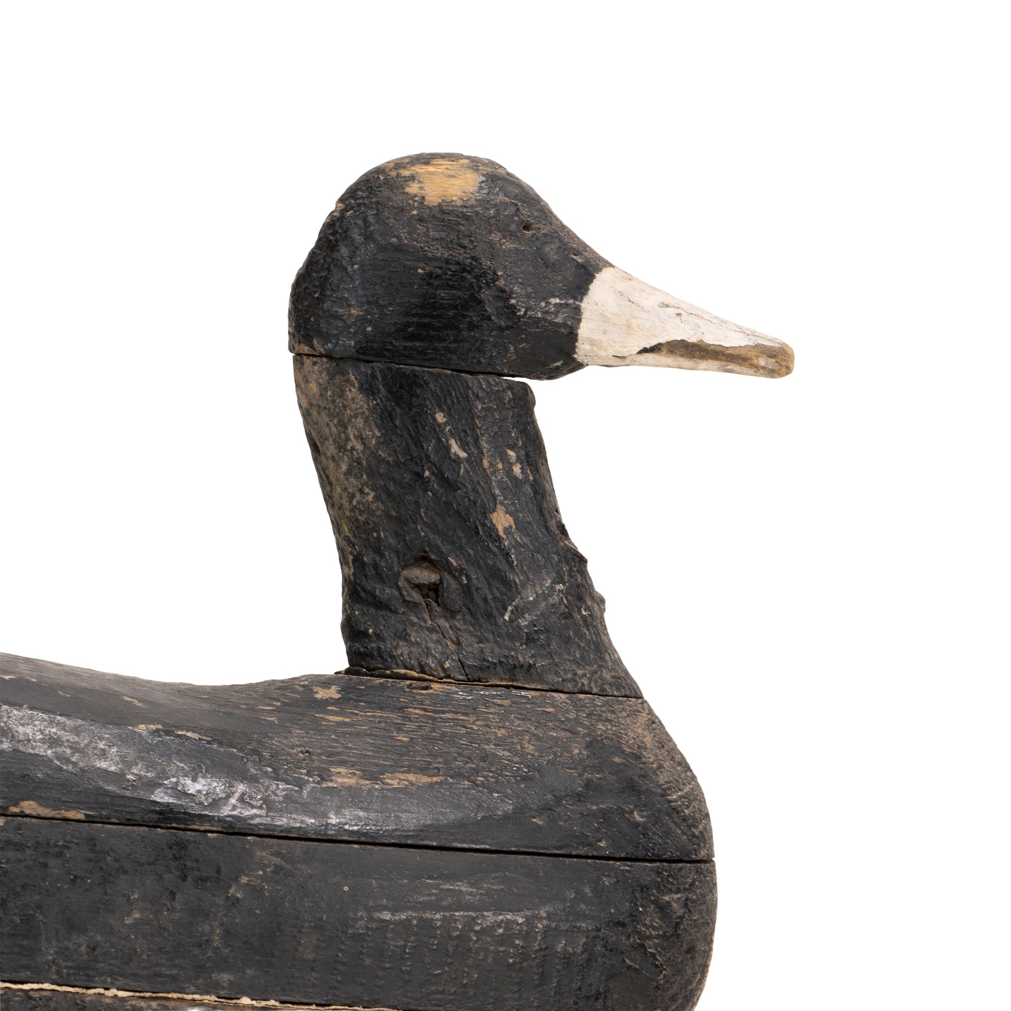 Primitive Coot Decoy