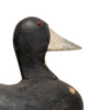 Wisconsin Coot Decoy