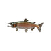 Chinook Skin Mount, Furnishings, Taxidermy, Fish
