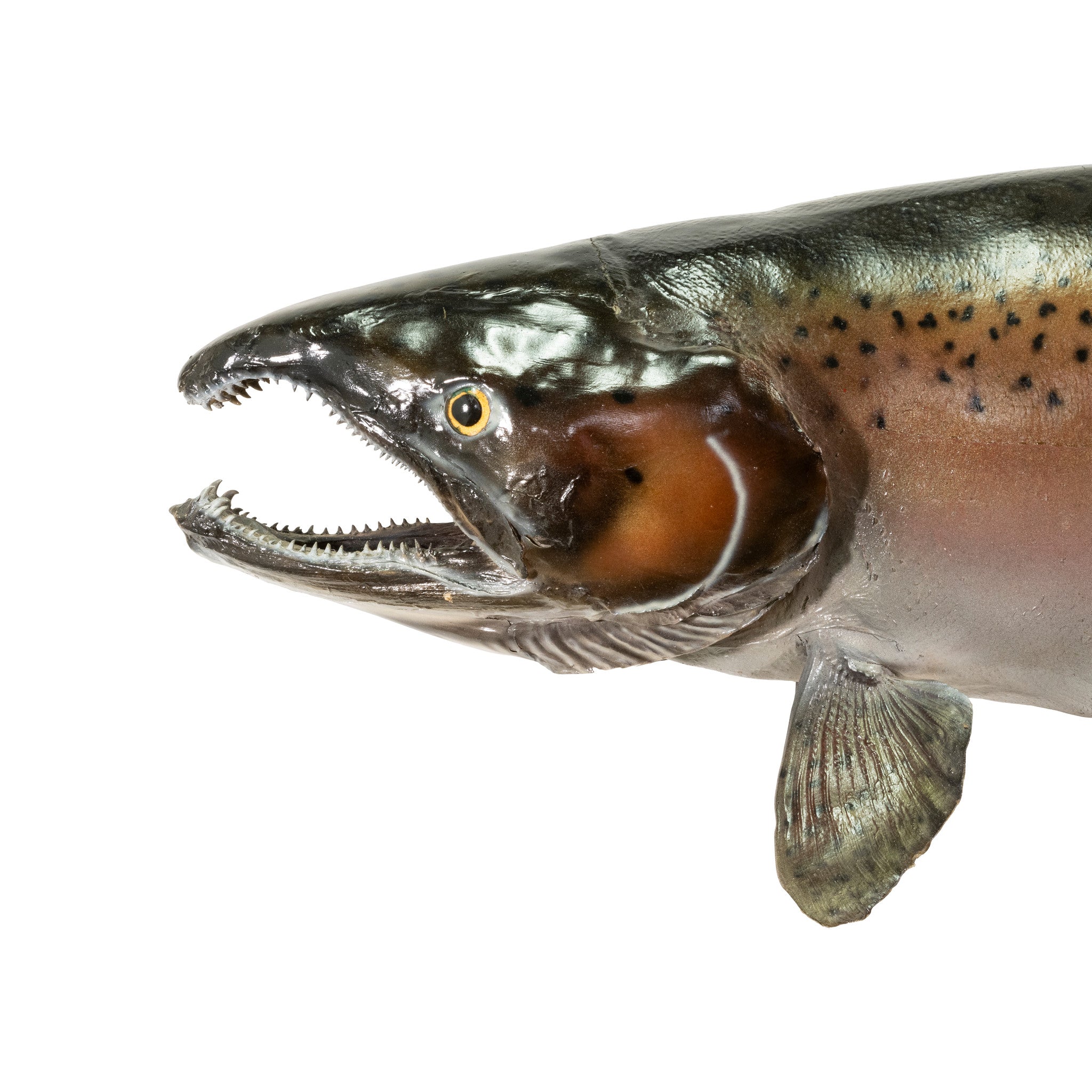Chinook Skin Mount