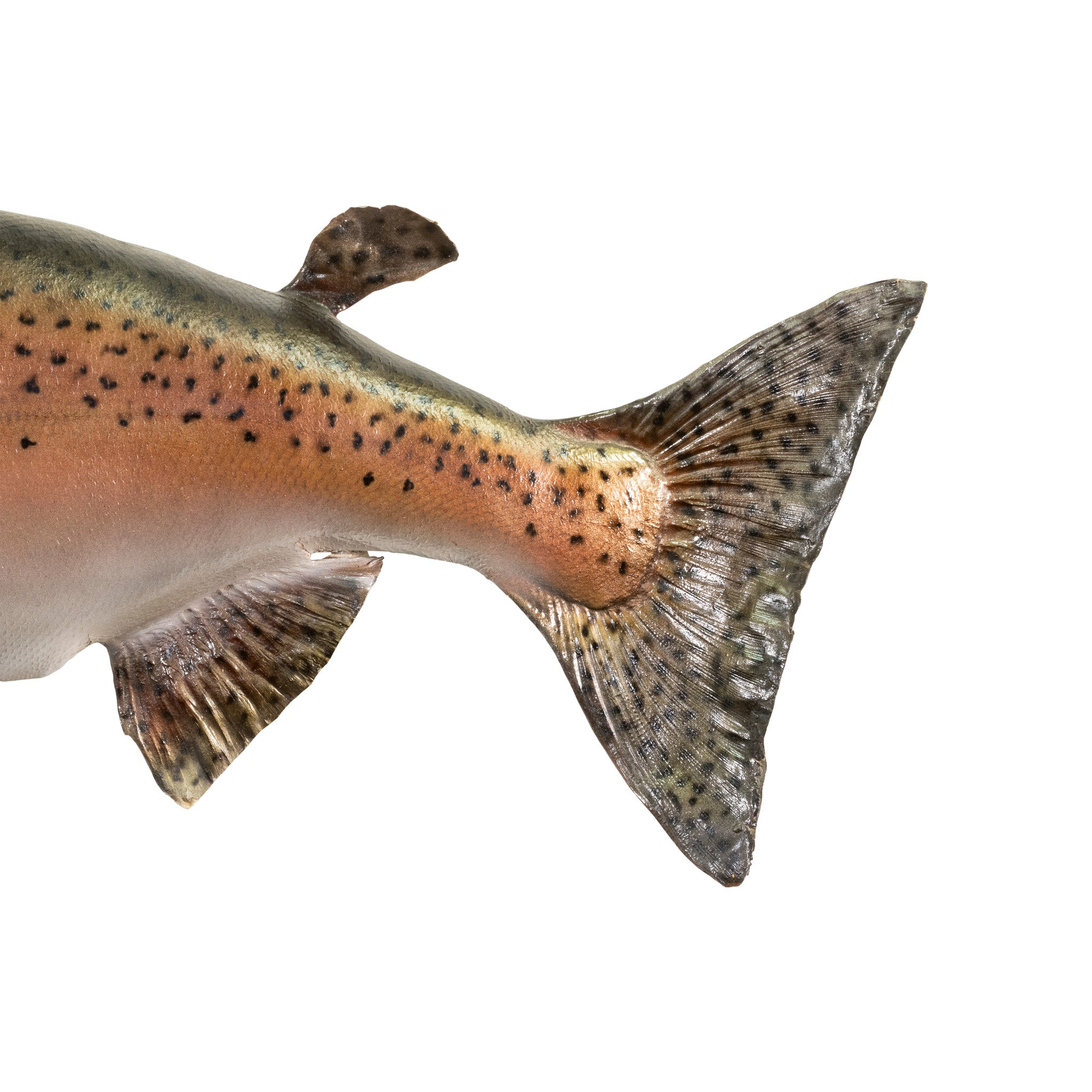 Chinook Skin Mount