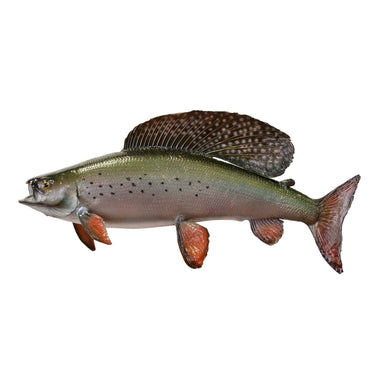 Grayling Skin Mount, Furnishings, Taxidermy, Fish