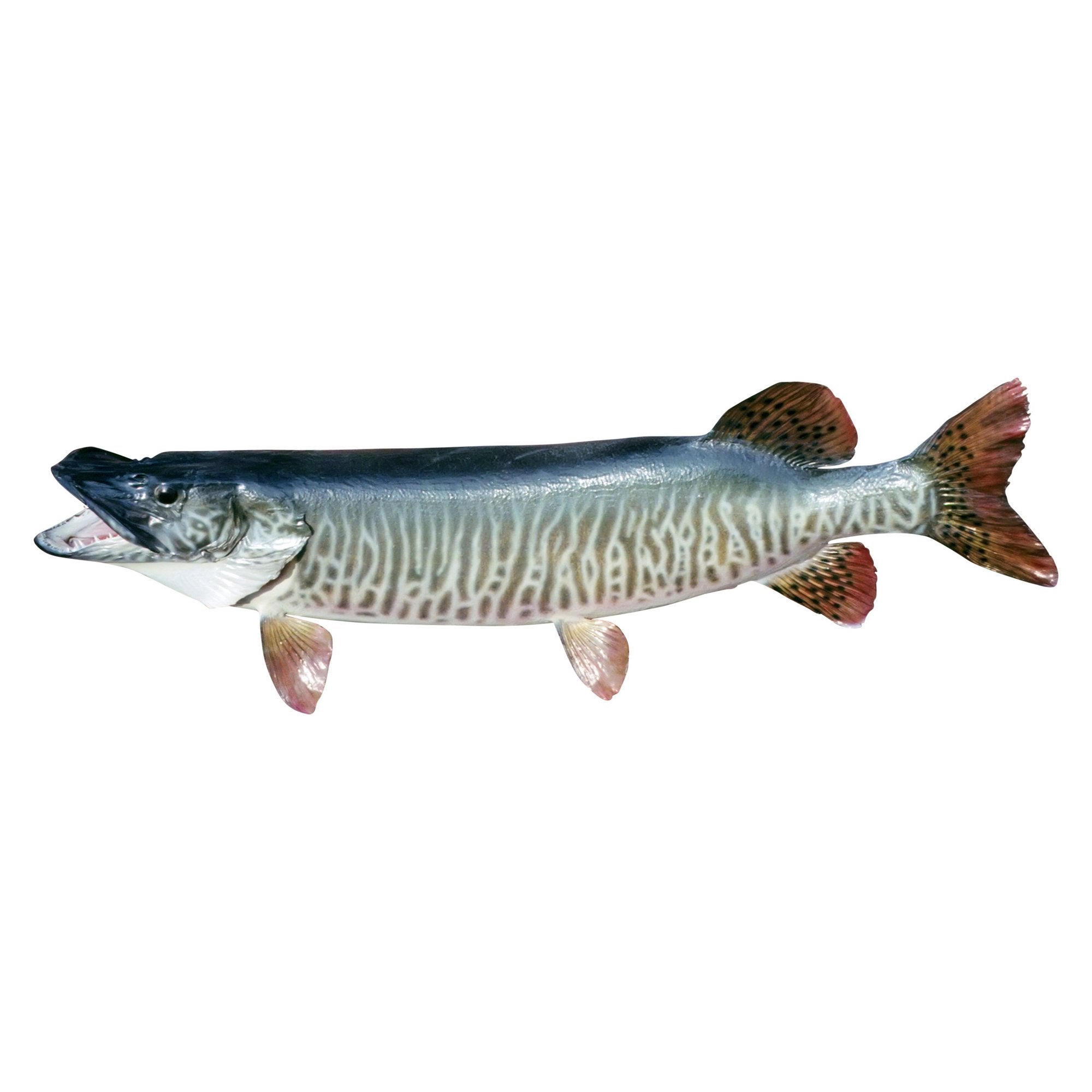 Hauser Lake Muskie Skin Mount, Furnishings, Taxidermy, Fish