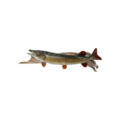 Northern Pike Skin Mount, Furnishings, Taxidermy, Fish