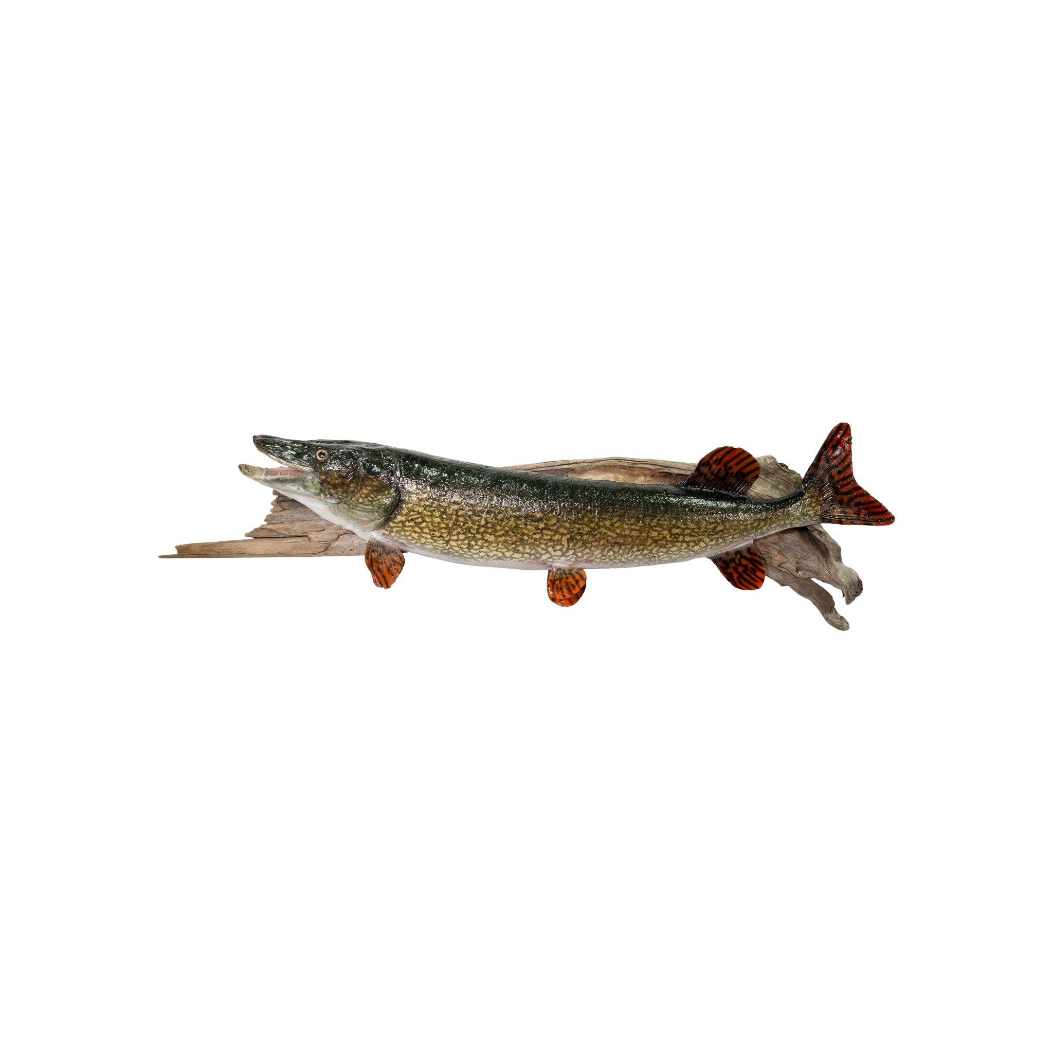 Northern Pike Skin Mount, Furnishings, Taxidermy, Fish