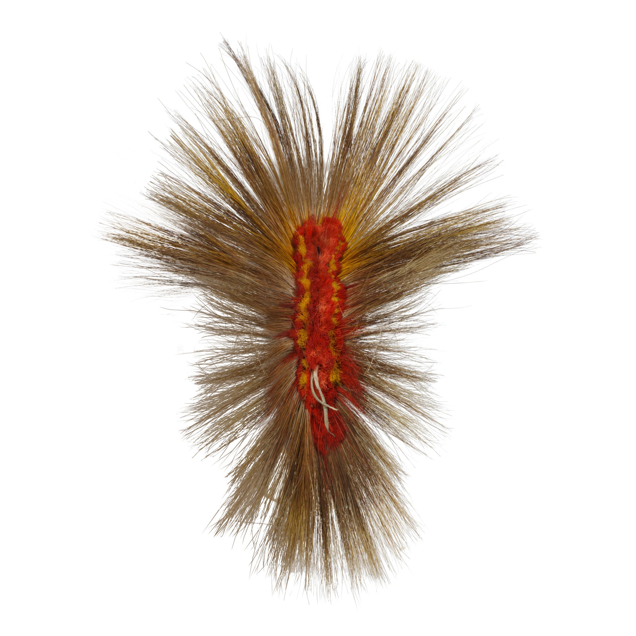 Northern Plains Roach