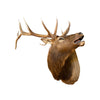 Bugling Elk shoulder Mount