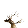 Bugling Elk shoulder Mount