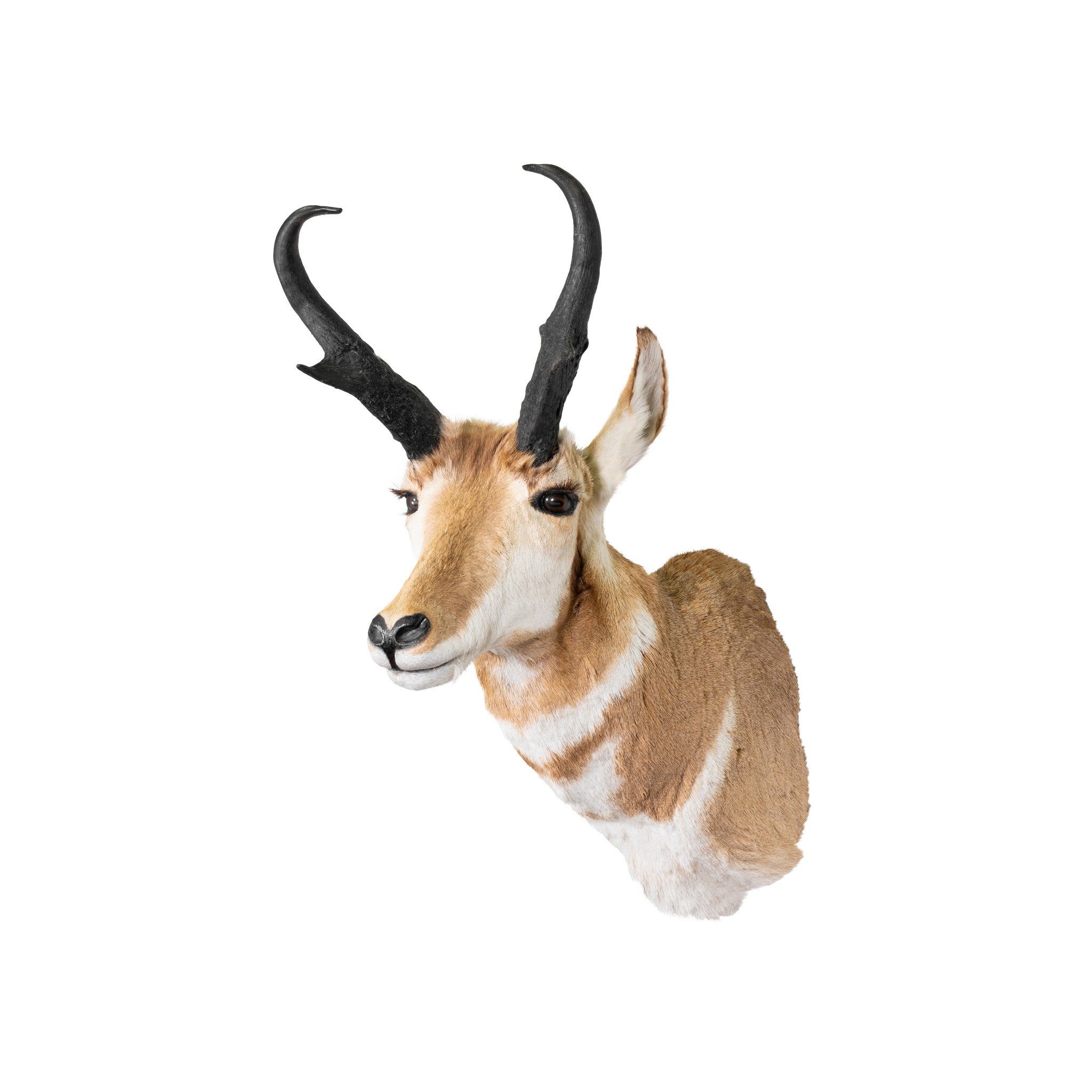 Antelope Buck, Furnishings, Taxidermy, Antelope