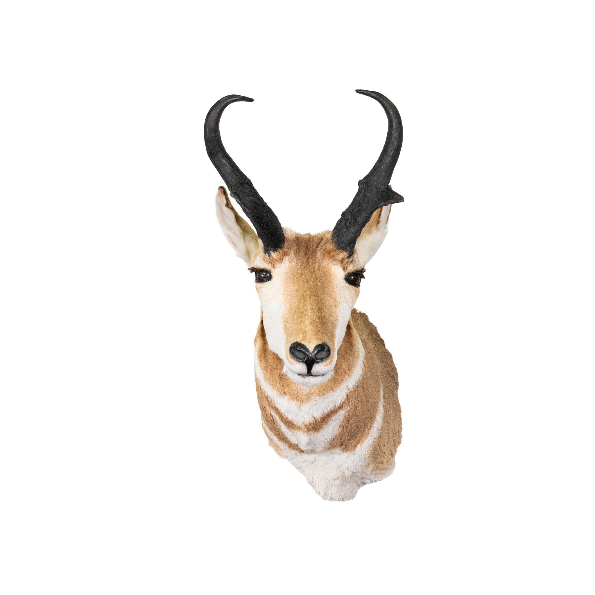 Antelope Buck