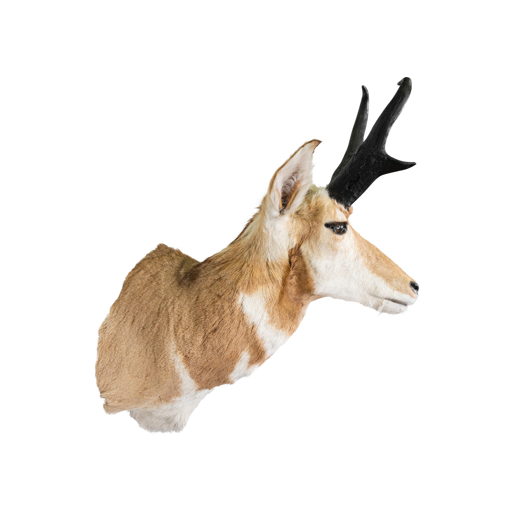 Antelope Buck