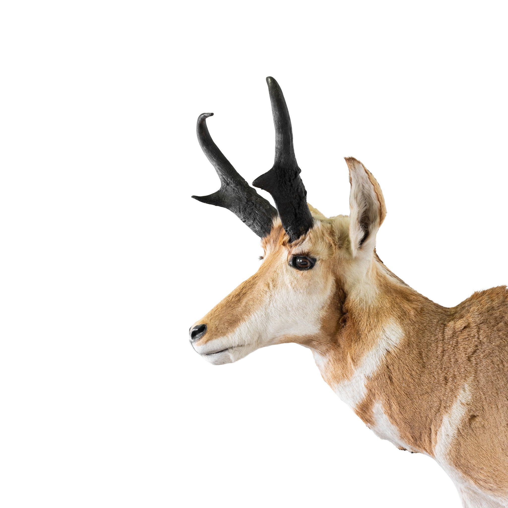 Antelope Buck
