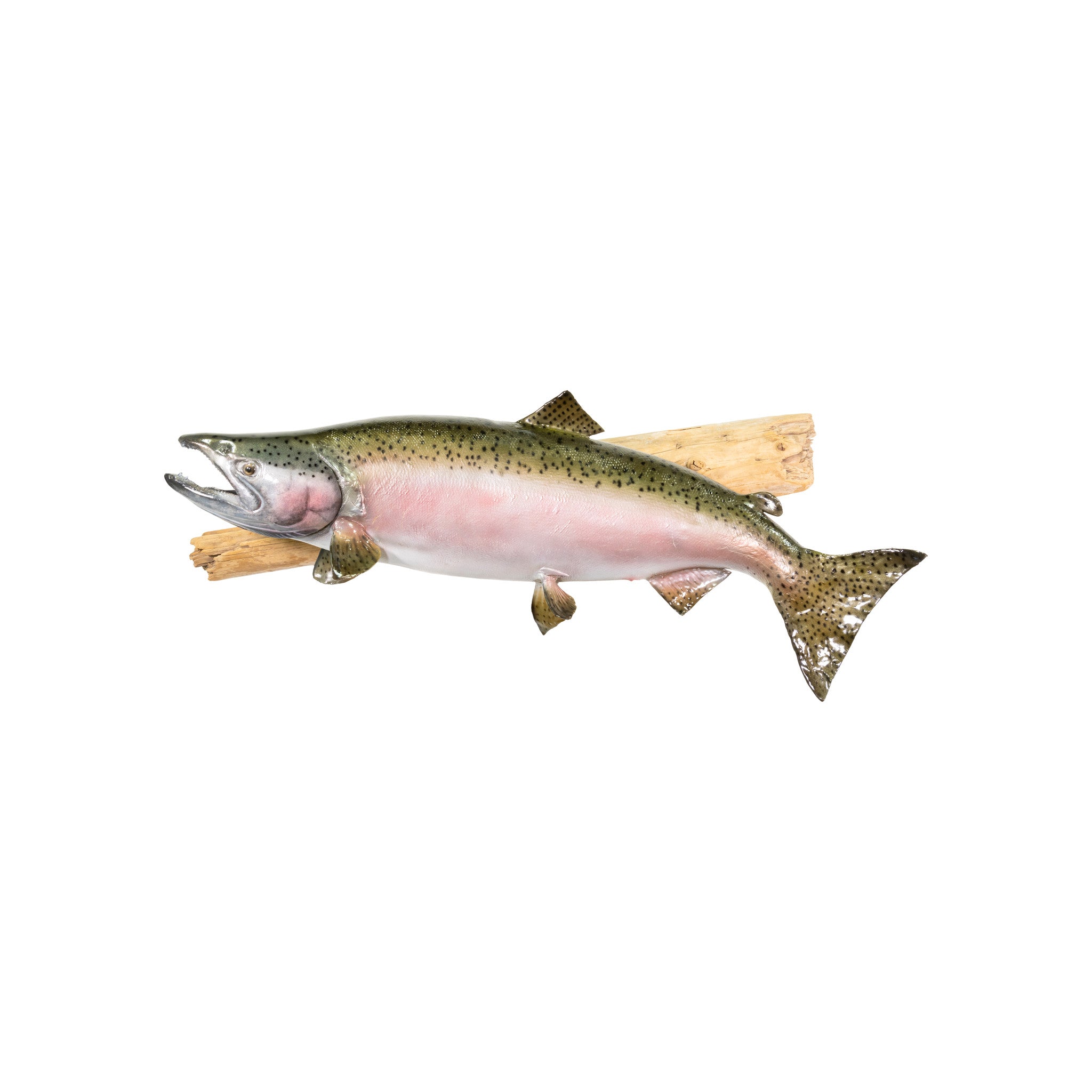 Alaskan King Skin Mount, Furnishings, Taxidermy, Fish