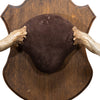 Moose Antler Rack