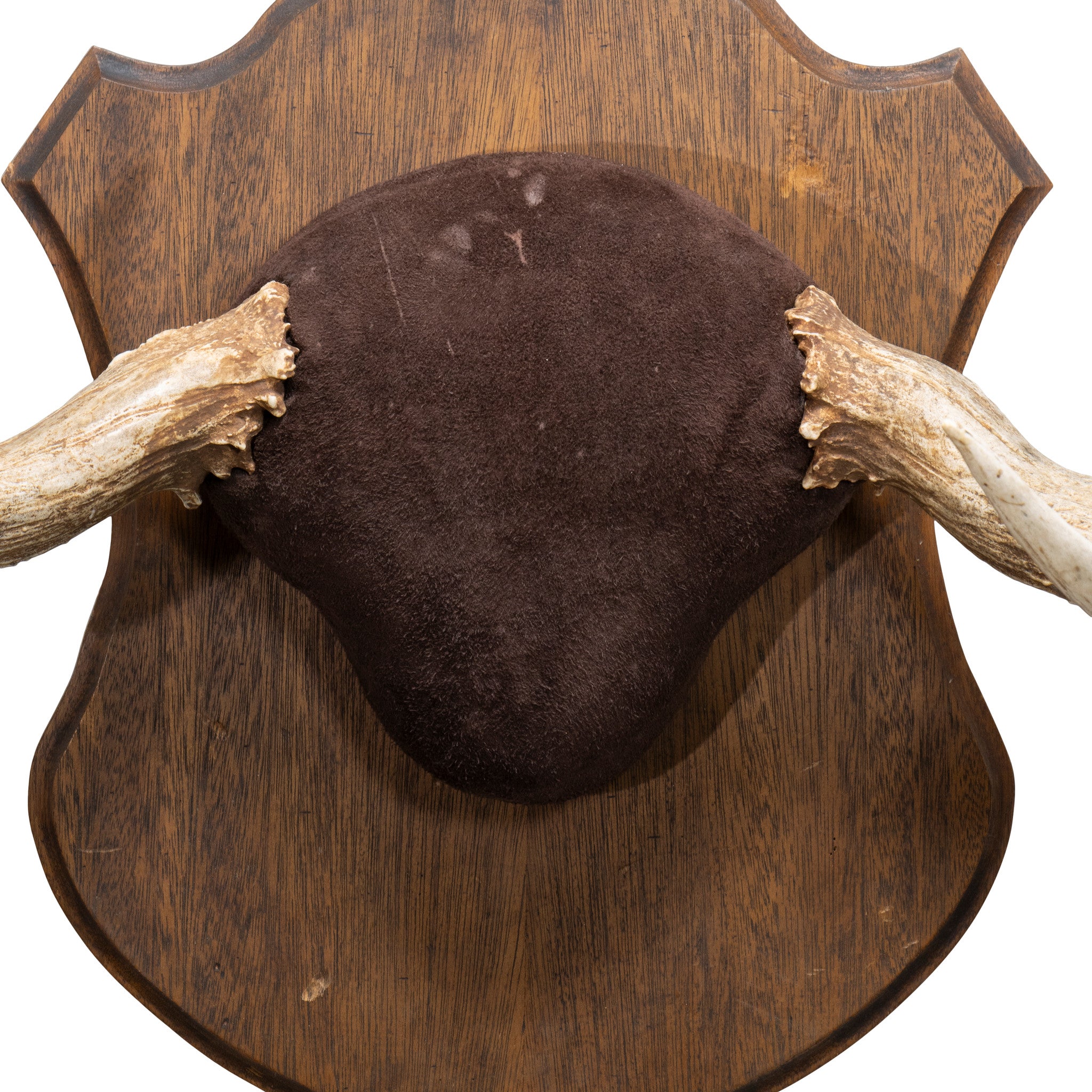 Moose Antler Rack