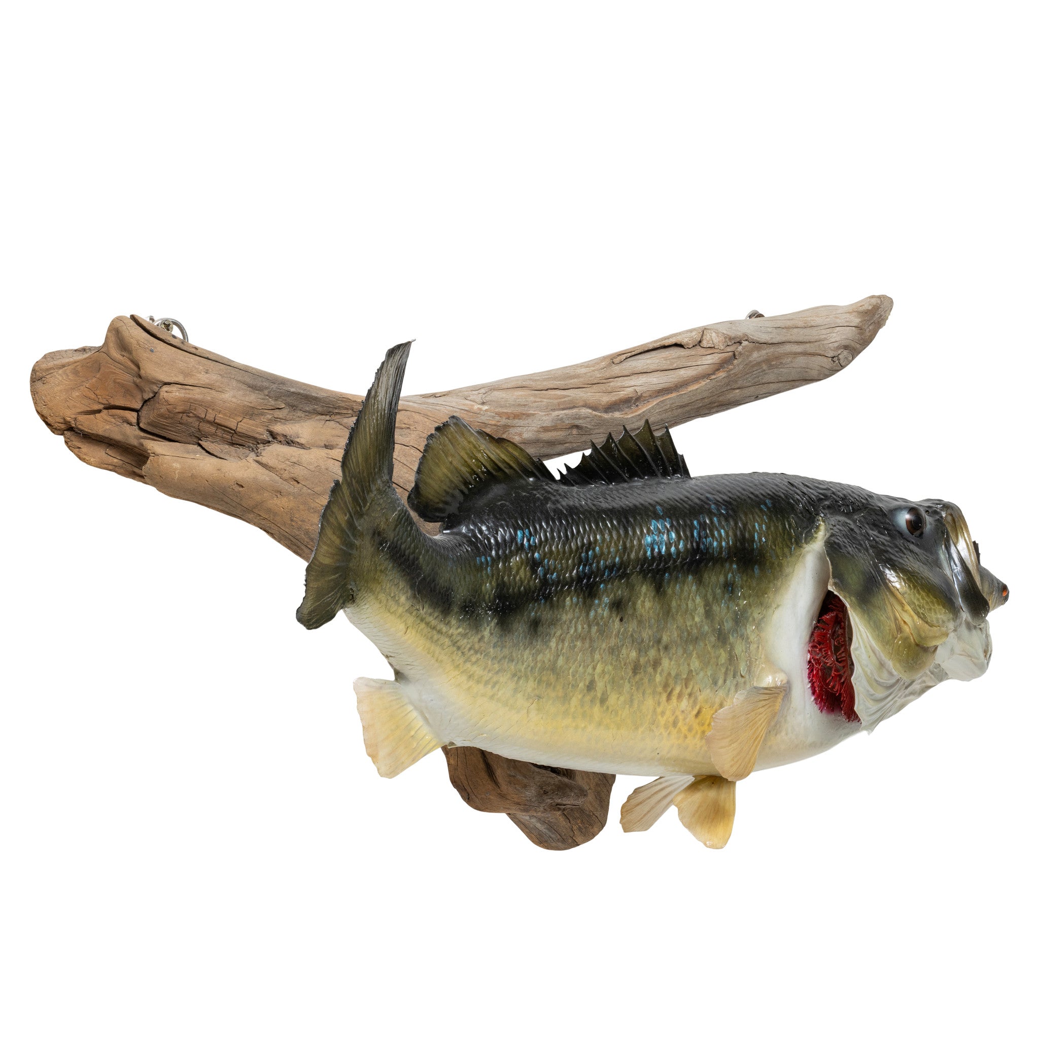 Large Mouth Bass and Perch