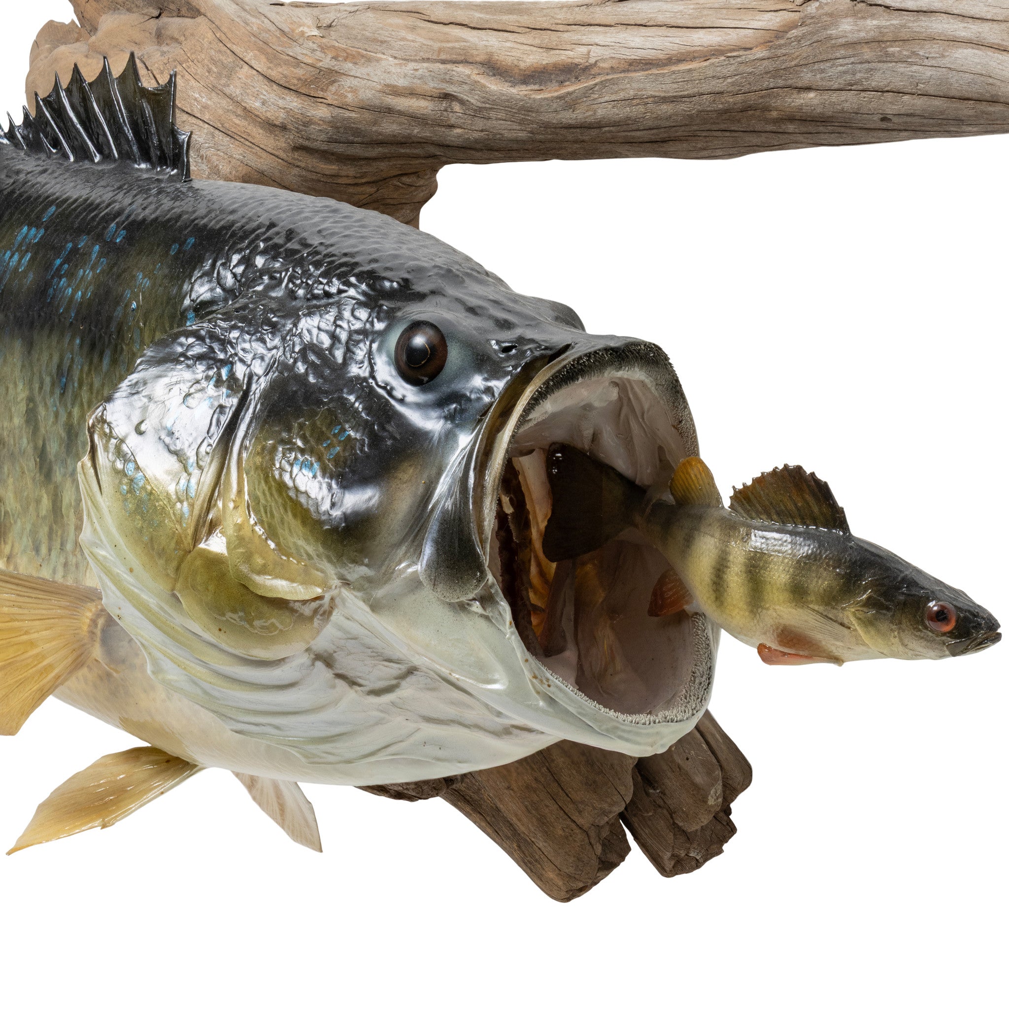 Large Mouth Bass and Perch
