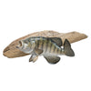 White Crappie Trophy Skin Mount, Furnishings, Taxidermy, Fish