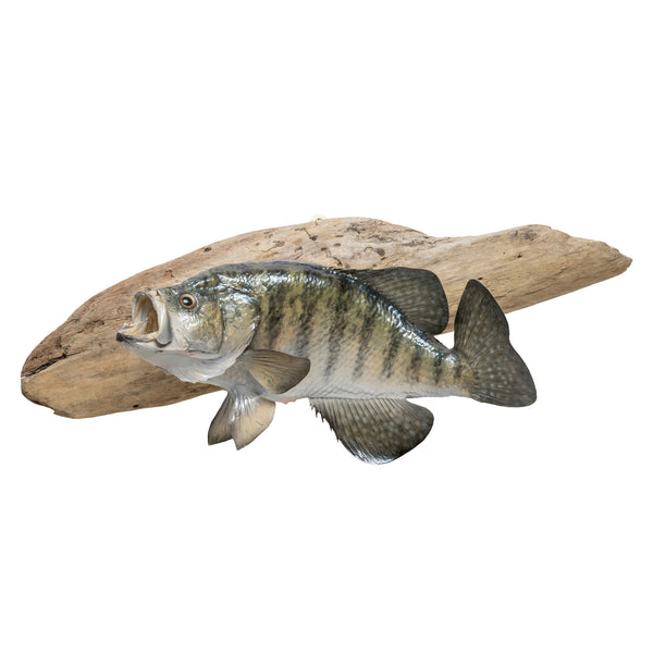 White Crappie Trophy Skin Mount, Furnishings, Taxidermy, Fish