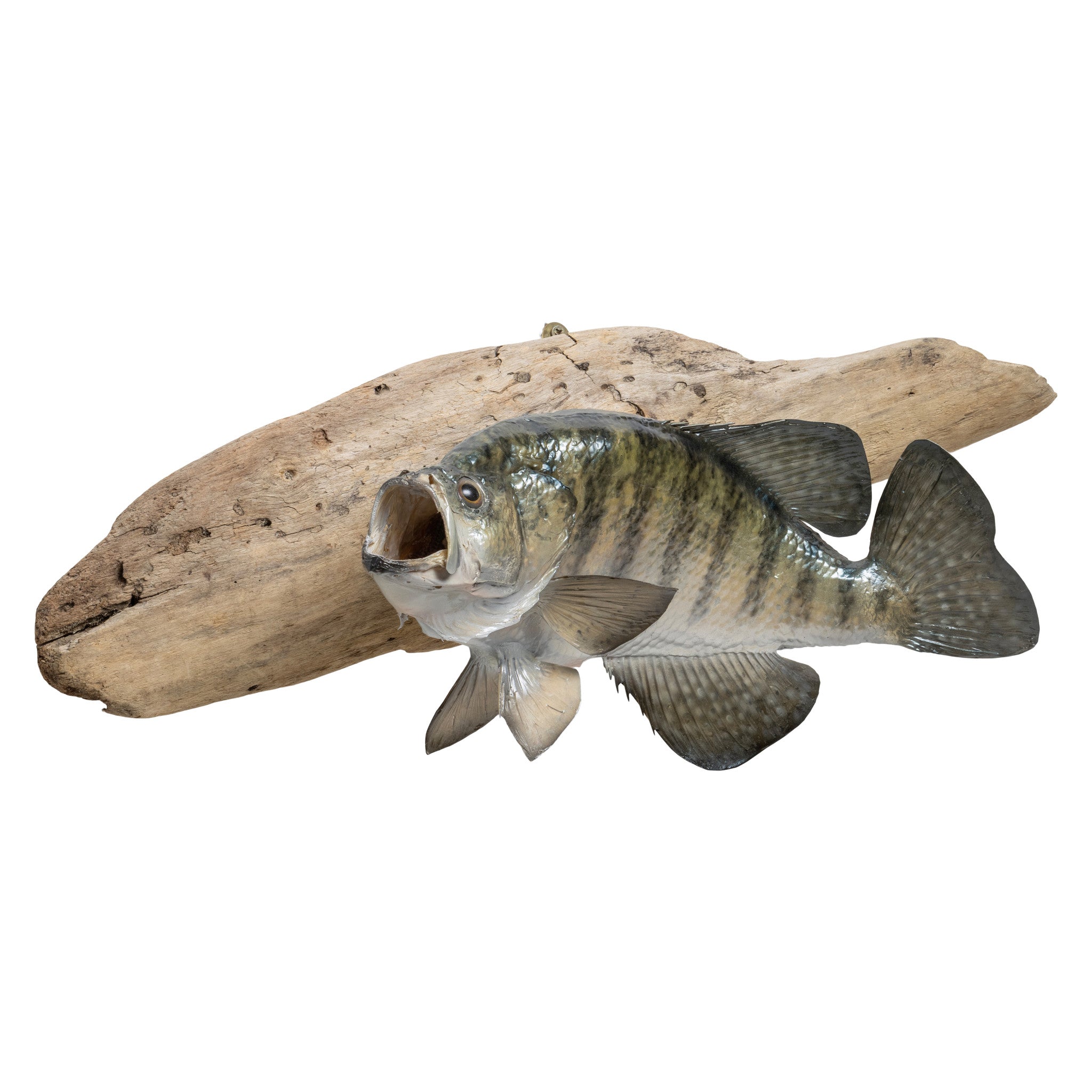 White Crappie Trophy Skin Mount