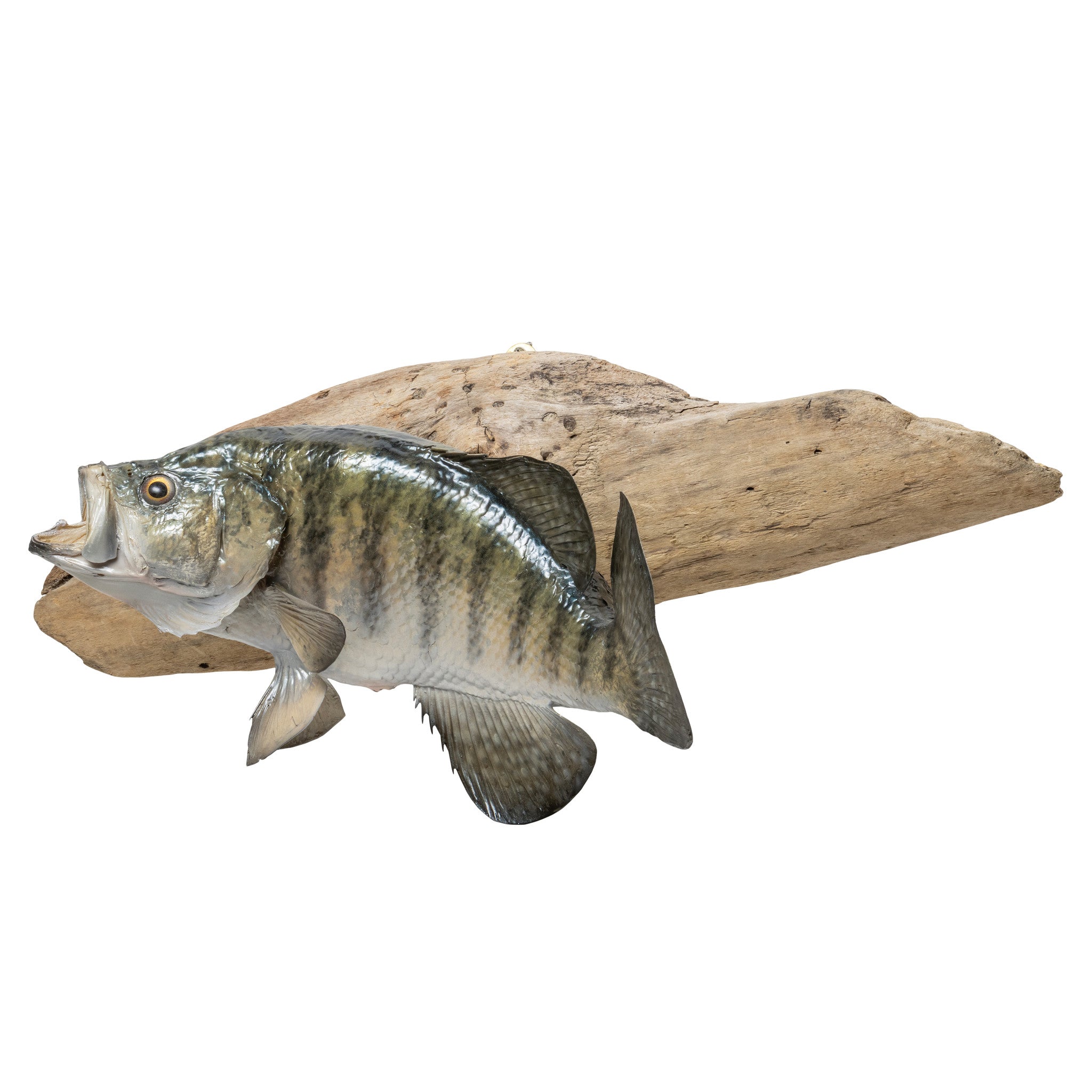 White Crappie Trophy Skin Mount