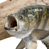 White Crappie Trophy Skin Mount